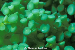found in Idonesia, ID wanted if someone now what it is.. by Thomas Lueken 